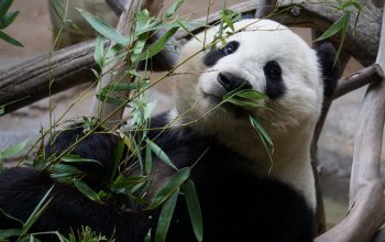Panda eating bamboo.